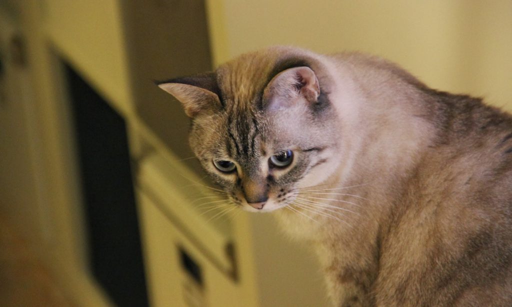 Tout savoir sur le chat - Comportementaliste félin à Annecy et à distance
